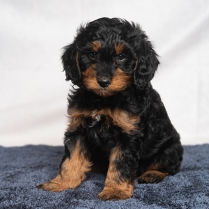 Milo 